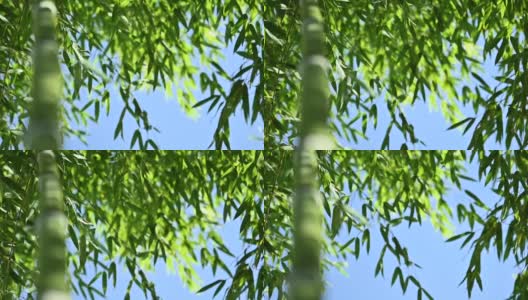 (选择性聚焦)一些竹叶被风吹动的慢动作视频。高清在线视频素材下载