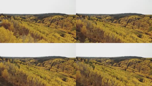Grand Mesa国家森林秋天的风景在西科罗拉多4K系列视频高清在线视频素材下载