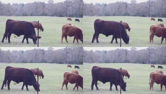 自由放养的肉牛，包括公牛、母牛和小牛，高清在线视频素材下载