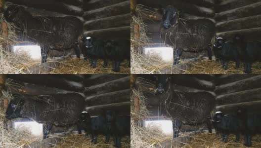 黑羊吃干草，两只小羊站在马厩里，4千块高清在线视频素材下载