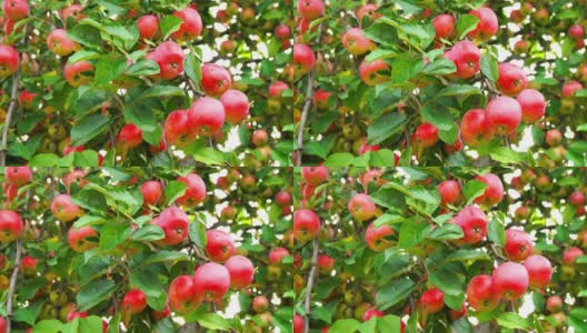 美味的红苹果在苹果树枝上。近距离拍摄美味的成熟多汁的水果悬挂在阳光下的绿色花园，准备收获。生态概念，园艺，时令水果。高清在线视频素材下载