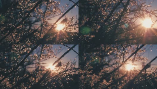 模糊的树枝上的露珠从霜对日出与美丽的散景和辉光。高清在线视频素材下载