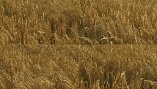 HD CRANE:成熟的小麦高清在线视频素材下载