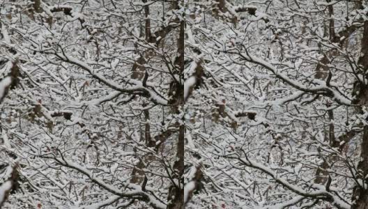 雪树高清在线视频素材下载