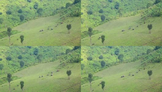 山坡上的野牛草。高清在线视频素材下载