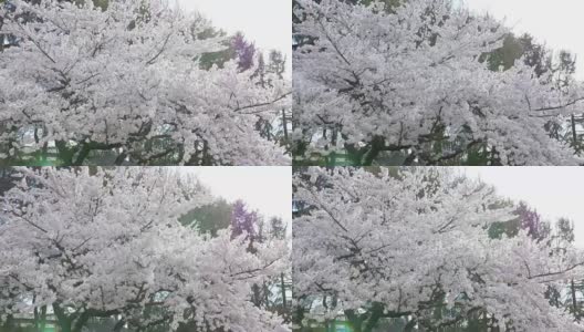 樱花盛开，春天在日本高清在线视频素材下载