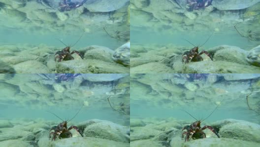 小龙虾在水下的鹅卵石上高清在线视频素材下载