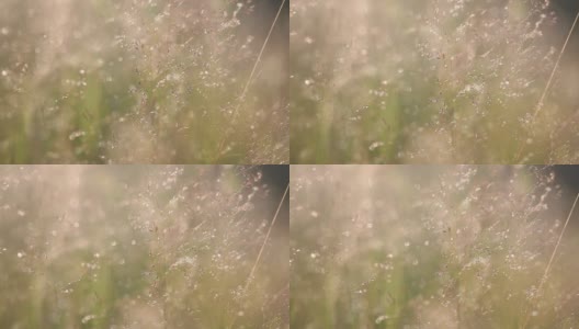 草在背光与自然散景背景的模糊日落景观和散焦圆形粒子高清在线视频素材下载