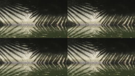 自然的模式。摘要扇棕榈叶在运河壁上和水面上的影子高清在线视频素材下载