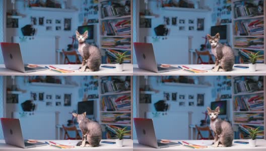 猫坐在办公桌上高清在线视频素材下载