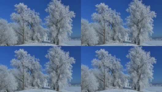 白霜在树上高清在线视频素材下载