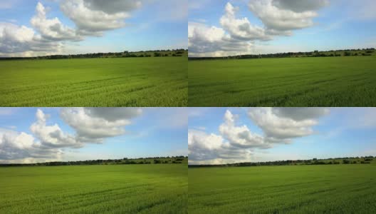 无人机在阳光明媚的日子里拍摄了大片绿色麦田，背景是天空和美丽的云彩高清在线视频素材下载