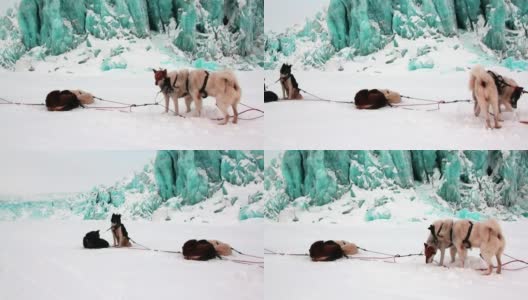 雪橇犬队爱斯基摩雪橇犬休息在北极冰川的背景上。高清在线视频素材下载