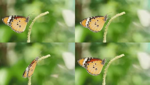 蝴蝶以花为食。高清在线视频素材下载