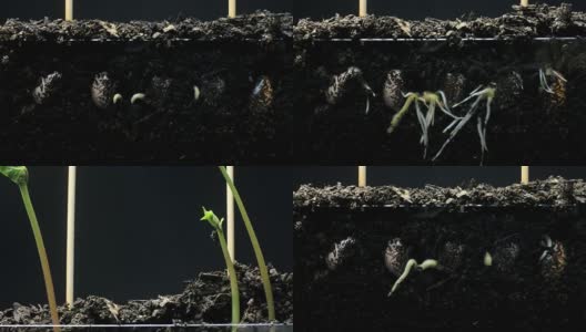 植物种子根部生长在地下，随着时间的推移萌发高清在线视频素材下载