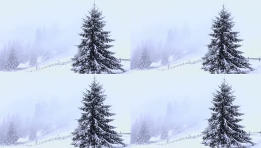 白雪覆盖的冷杉树高清在线视频素材下载