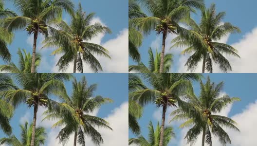 泰国昌岛的椰子树高清在线视频素材下载