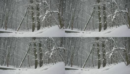 冬天的森林里，树木在下雪，小雪纷纷落下高清在线视频素材下载