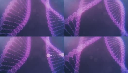 两个旋转的神经丛DNA链与冲动运行-紫色版本高清在线视频素材下载