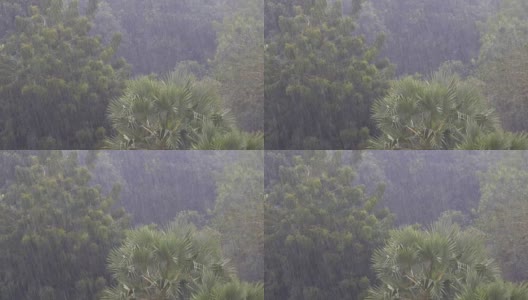 热带暴雨在丛林背景下的绿色森林与一棵棕榈树高清在线视频素材下载