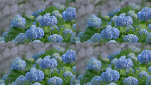 蓝色的绣球花在风中摇曳高清在线视频素材下载