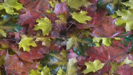 旋转美丽的秋天枫叶抽象的自然背景高清在线视频素材下载