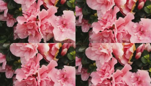 粉红色的大杜鹃花在澳门的花园里绽放。杜鹃花是杜鹃属中耐阴的开花灌木。高清在线视频素材下载