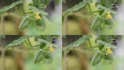 瓜叶黄花，水滴在风雨中摆动。高清在线视频素材下载