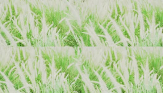 美丽奇妙的草花随风摇曳在公园里，白鹭草随风摇曳在夏日里，春秋自然在乡村里，拉拉花在草甸里，环境理念。高清在线视频素材下载