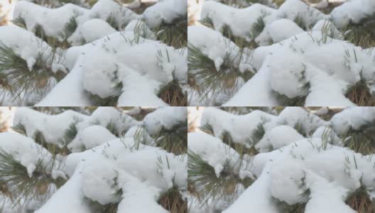 细雪飘落在一棵松果被雪覆盖的松树上高清在线视频素材下载