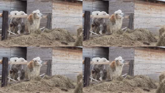 骆驼吃干草高清在线视频素材下载