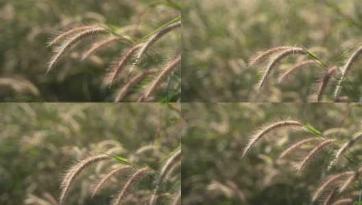 晒干的草，晒干的植物秸秆高清在线视频素材下载
