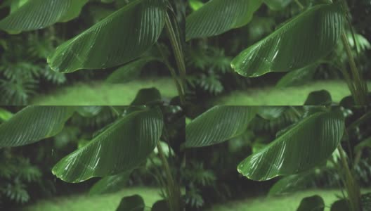 在雨季，绿色潮湿的热带树叶丛中有水滴流下来高清在线视频素材下载