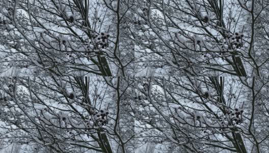 白雪落在桤木的树枝上。蓝色的天空高清在线视频素材下载