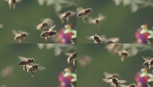蜜蜂飞。在飞行中遇到。高清在线视频素材下载