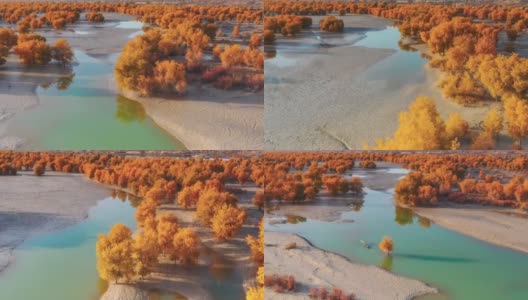 一株胡杨孤零零地生长在塔里木湿地的湖中央高清在线视频素材下载