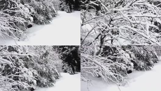 树枝上湿漉漉的雪，春天白雪皑皑的森林。芬兰北部的自然风光。高清在线视频素材下载