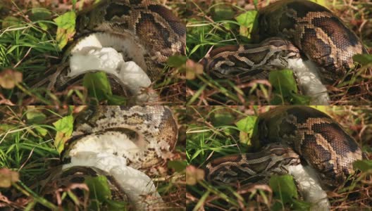 一个大斑点蟒蛇在草丛中的特写镜头，吞食它的猎物高清在线视频素材下载