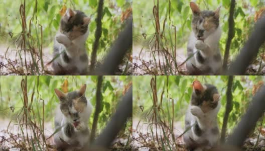 无家可归的三色猫洗，躲在树叶间的干草。4K高清在线视频素材下载