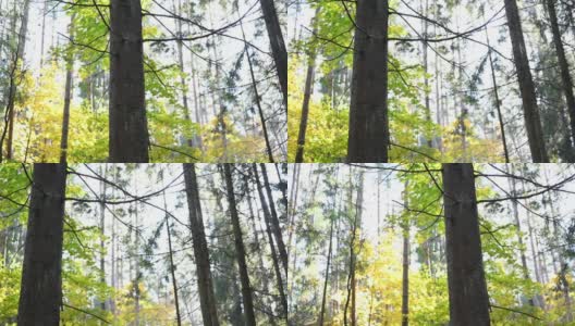 秋天的森林景观高清在线视频素材下载