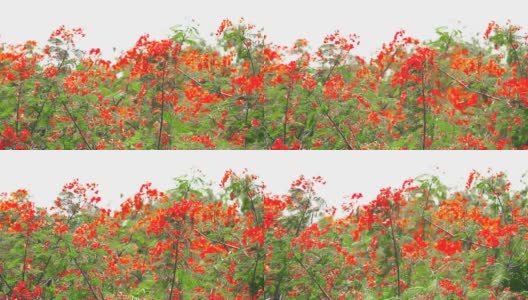 红色火焰树盛开在公园顶部的夏季复古色调高清在线视频素材下载
