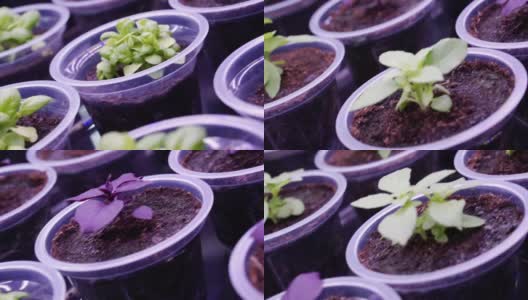 塑料杯里的小植物芽高清在线视频素材下载
