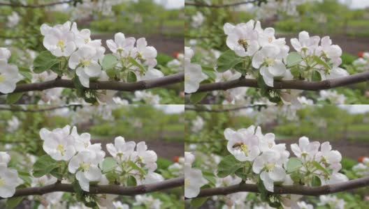 蜜蜂从白色的苹果花收集花蜜在花园的背景蓝色的天空。大自然在春天。园艺。野生动物。高清在线视频素材下载
