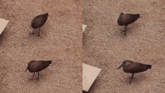 沙滩上一只美丽小鸟的特写镜头。的焦点高清在线视频素材下载