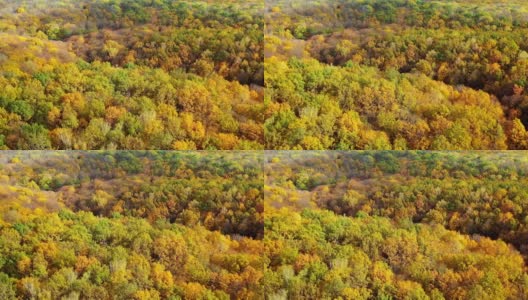 自然背景在秋天的色彩。秋天，树林里的树木呈现出美丽的景色。鸟瞰图。摄像机向右移动。高清在线视频素材下载