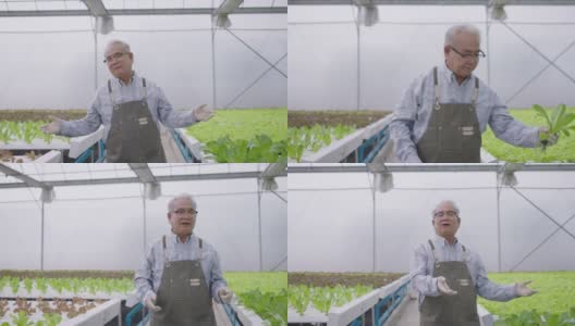 老人边走边介绍水培农场。水培温室农场有机新鲜收获蔬菜概念高清在线视频素材下载