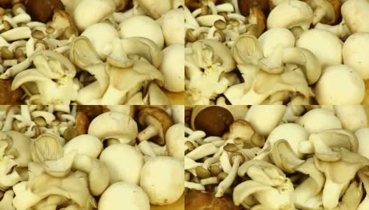 不同种类的蘑菇高清在线视频素材下载