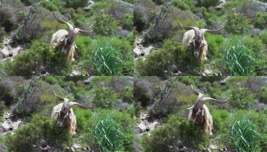 有角的山羊在科西嘉岛的山坡上吃东西高清在线视频素材下载