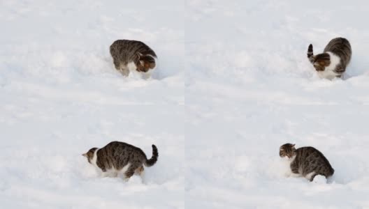 冬天雪地里美丽的猫高清在线视频素材下载