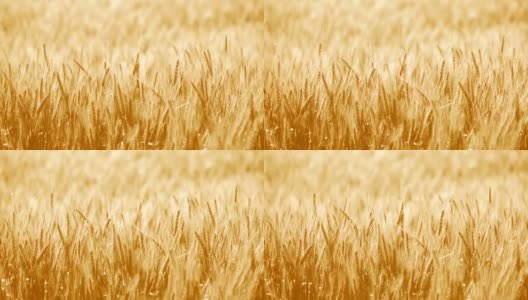 田间的软棕大麦高清在线视频素材下载